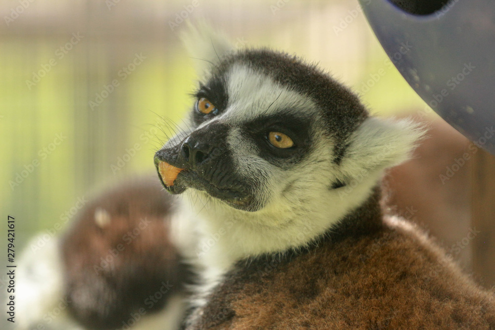 Obraz premium Ring Tail Lemur Eating 