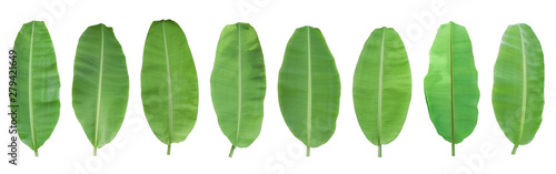 Set of green banana leaf isolated on white background. with clipping path