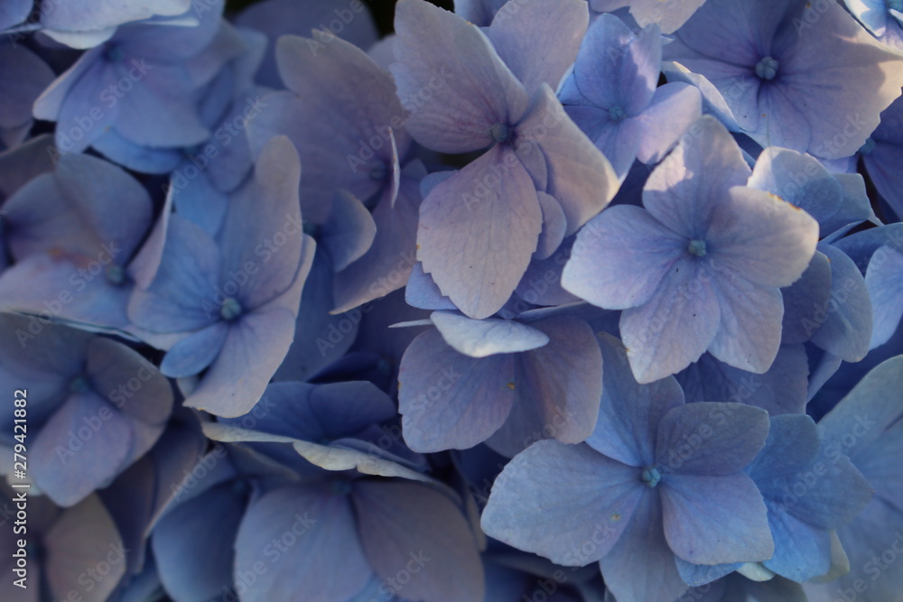 Blue Flower Blue Flower