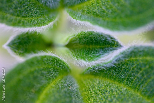 closeup of green leaf