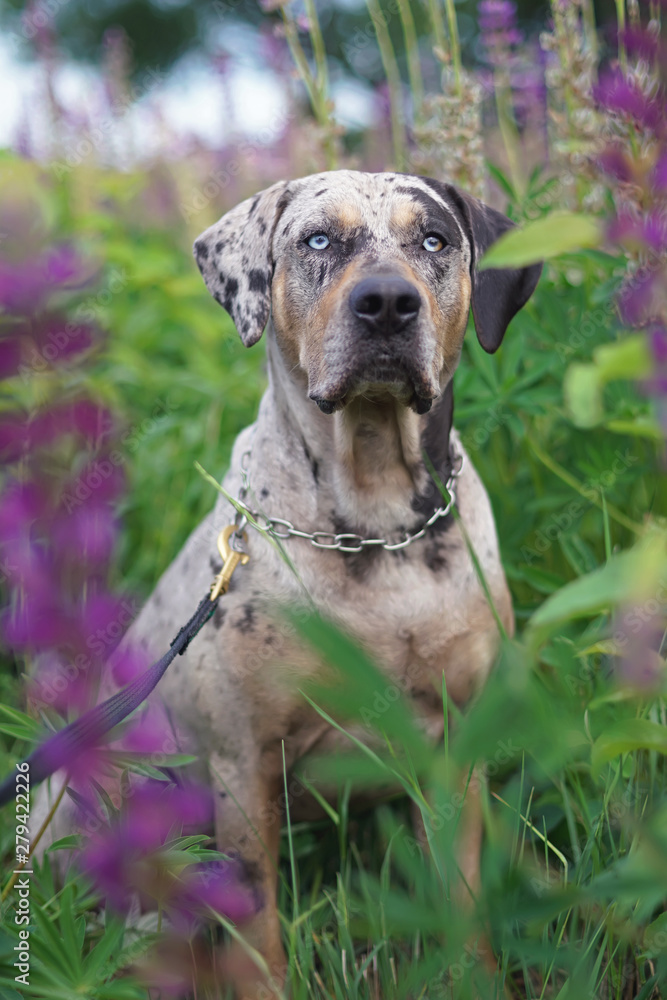 Foto de Gray leopard (slate merle) Louisiana Catahoula Leopard dog