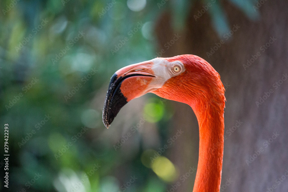 Fototapeta premium flamingo in zoo