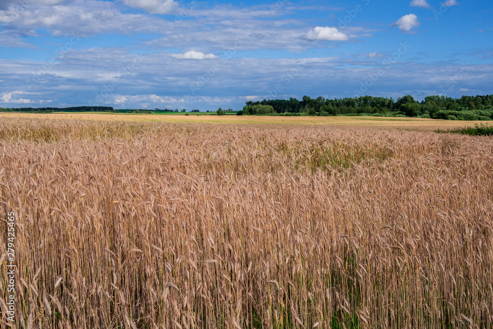 Yellow wheat field under blue sky with white clouds