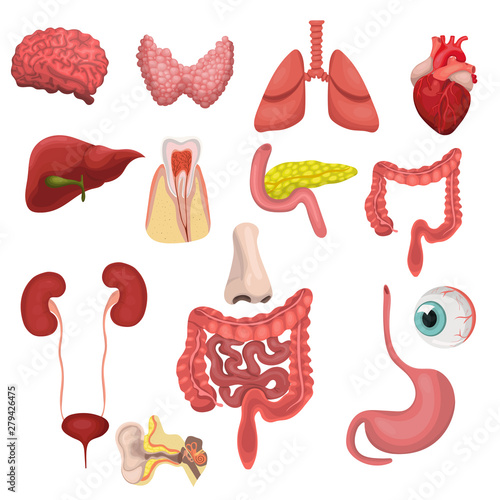 A set of human organs. Vector image isolated on white background.