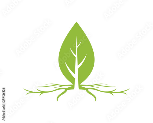 leaf root
