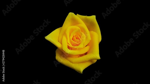 Yellow rose  On a black background