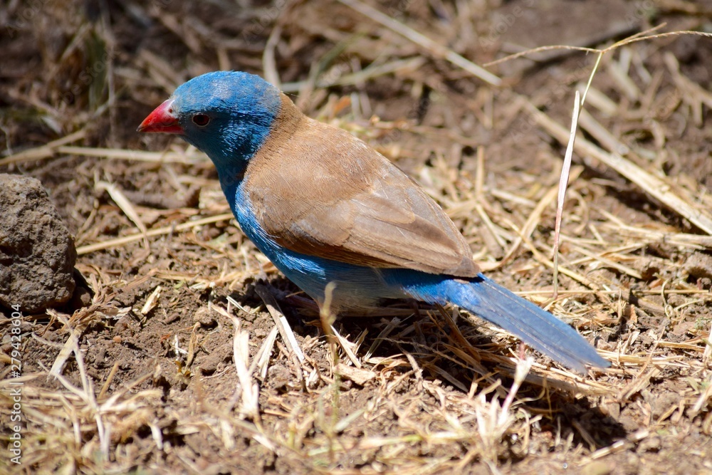 Fototapeta premium Blue Breasted Cordon Bleu in grass