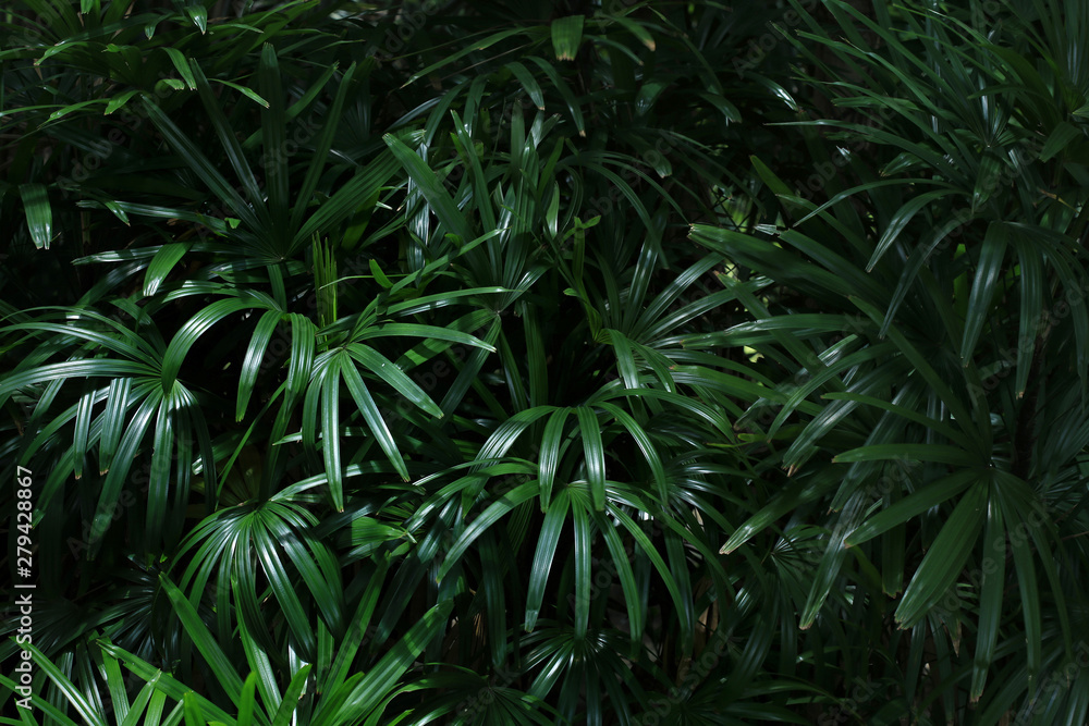 Green palm leaf in tropical garden
