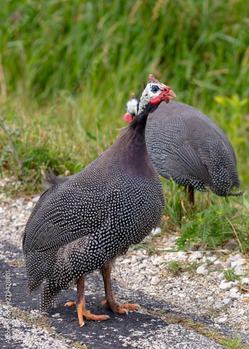 The helmeted guineafowl (Numida meleagris) is native African bird, often domesticated in Europe and America