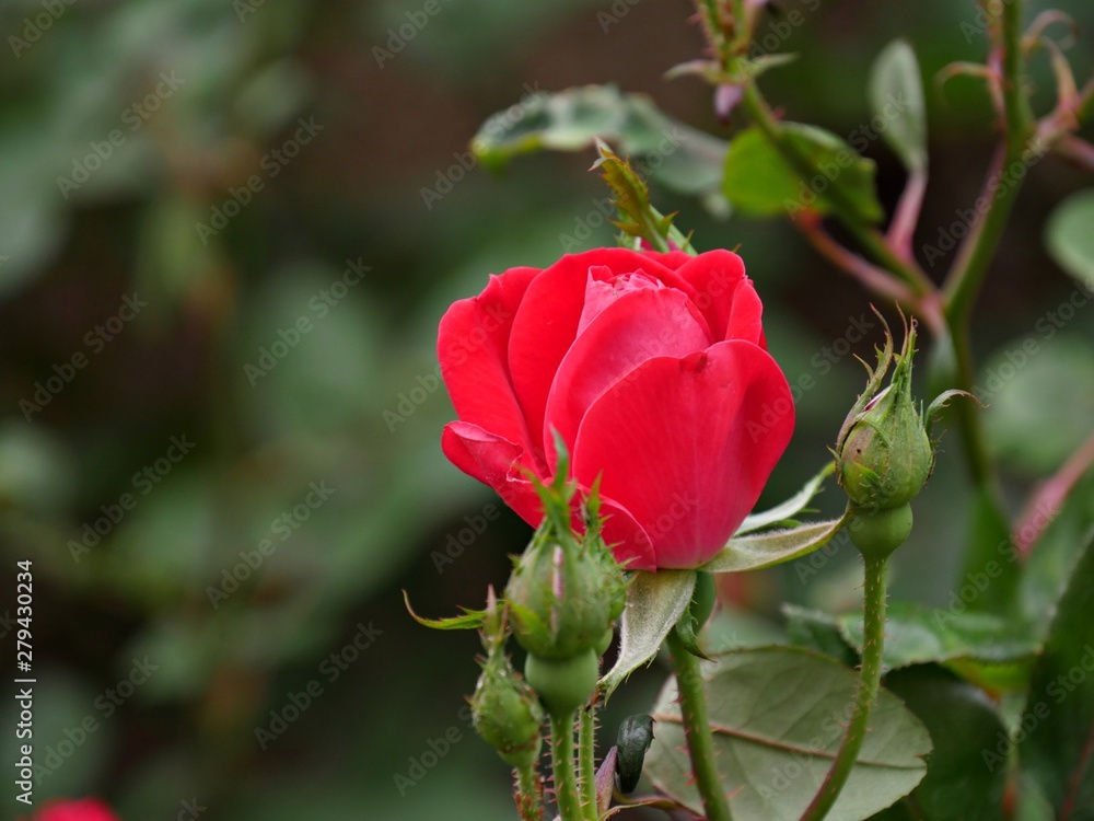 Obraz premium Beautiful blooming red rose surrounded by rosebuds