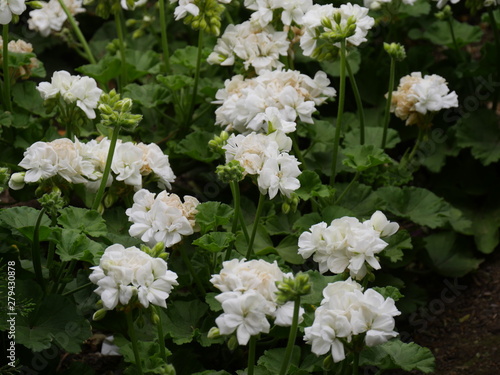 Bed of white flowers in a garden © raksyBH