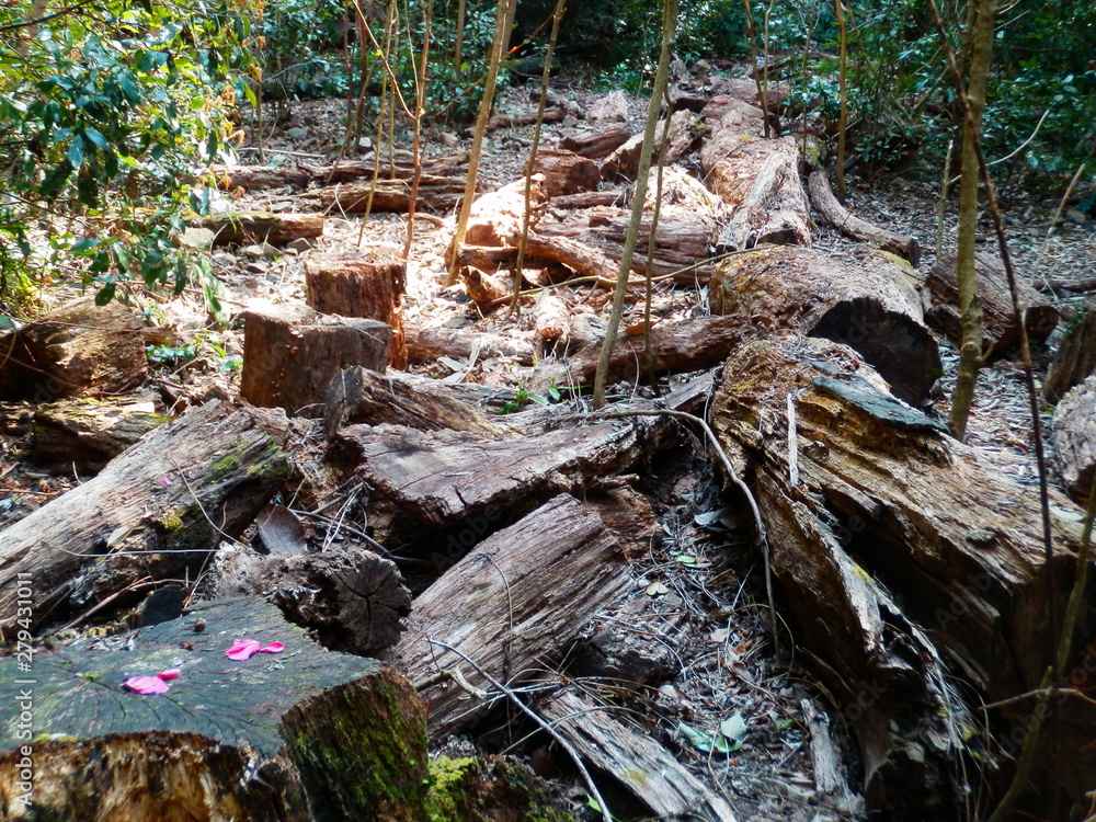 Fototapeta premium 切株