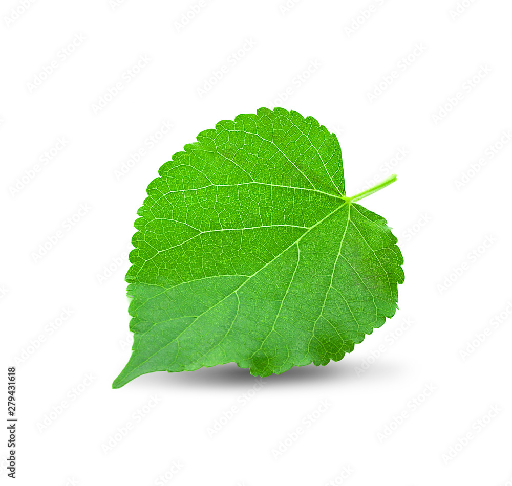 Green Mulberry leaf isolated on white background Green Mulberry leaf isolated on white background
