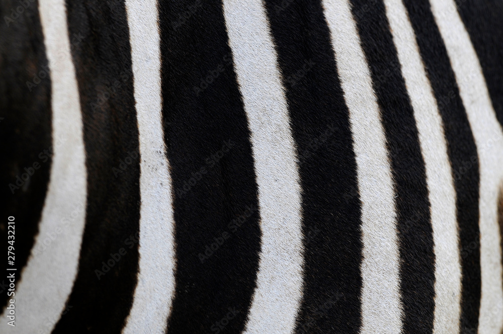 zebra wool, may use as background zebra wool, may use as background