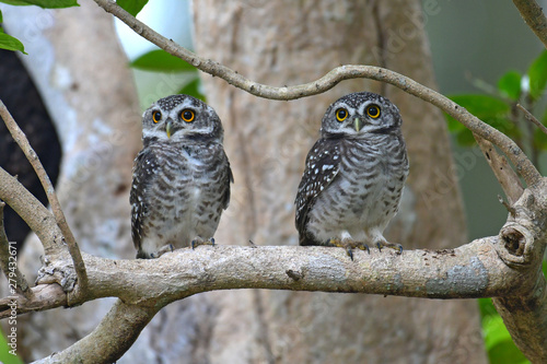 Spotted Owlet Bird photo