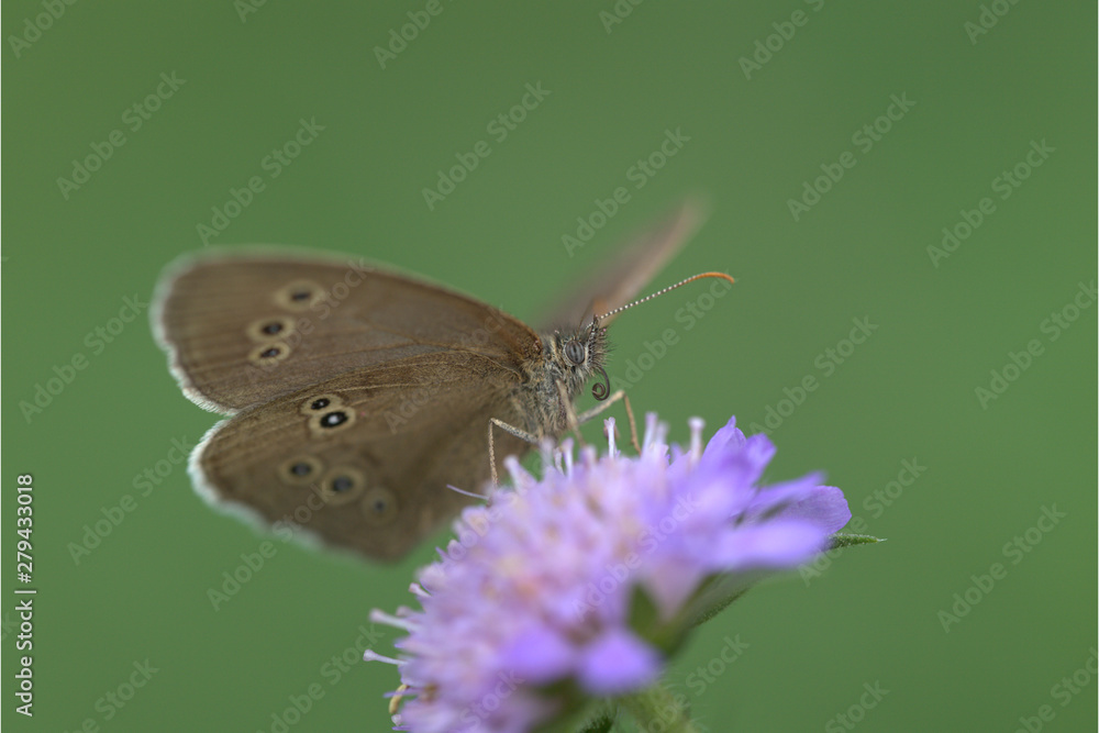 Obraz premium Gelbringfalter auf Blume