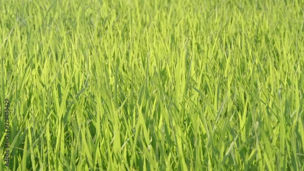 スローモーション - 風に揺れる草 稲 スローモーション - 風に揺れる草 稲