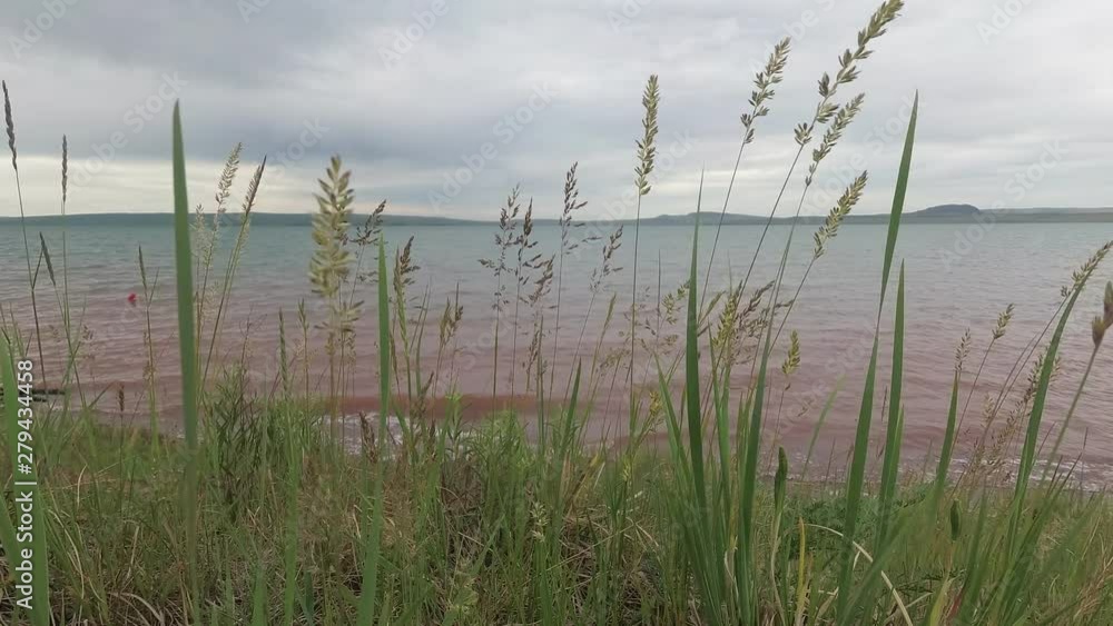 steppe grass swaying in the wind on the lake shore steppe grass swaying in the wind on the lake shore