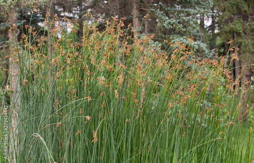 Highly decorative grass with seeds in the park