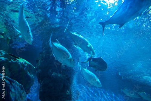 aquarium in thailand , sea creatures  © ponsatorn