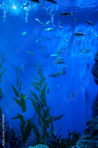 aquarium in thailand   sea creatures 