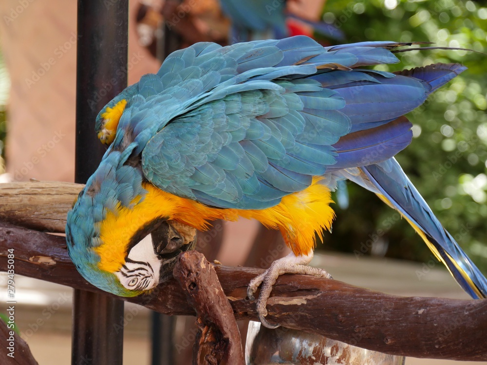 Fototapeta premium Close up of a colorful parrot with its head bent down, pecking on wood