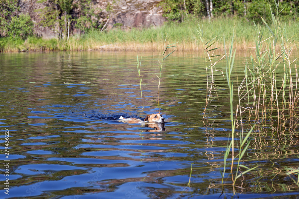 Fototapeta premium dog on the lake