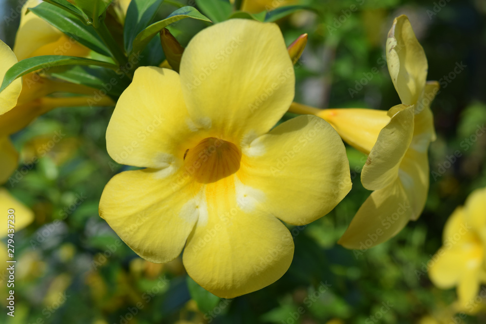 Yellow flower Yellow flower