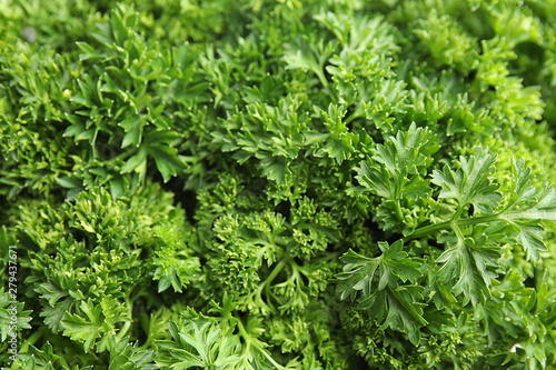 Fresh green organic parsley as background, closeup