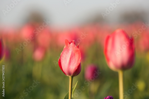 Fresh beautiful tulips in field  selective focus with space for text. Blooming flowers