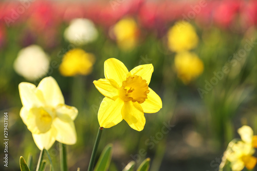 Field with fresh beautiful narcissus flowers on sunny day, selective focus with space for text