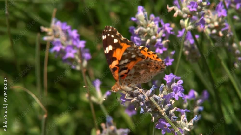 Butterfly flies slow motion. Adult butterflies orange black wings and fly on a lavender flower in the morning. This is the beautiful nature of the summer season. Butterfly flies slow motion. Adult butterflies orange black wings and fly on a lavender flower in the morning. This is the beautiful nature of the summer season.