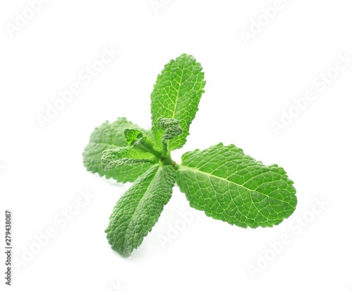 Branch of fresh mint isolated on white