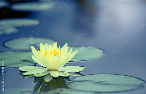 Beautiful  Thai Lotus that have been appreciated with dark blue water surface © saran25