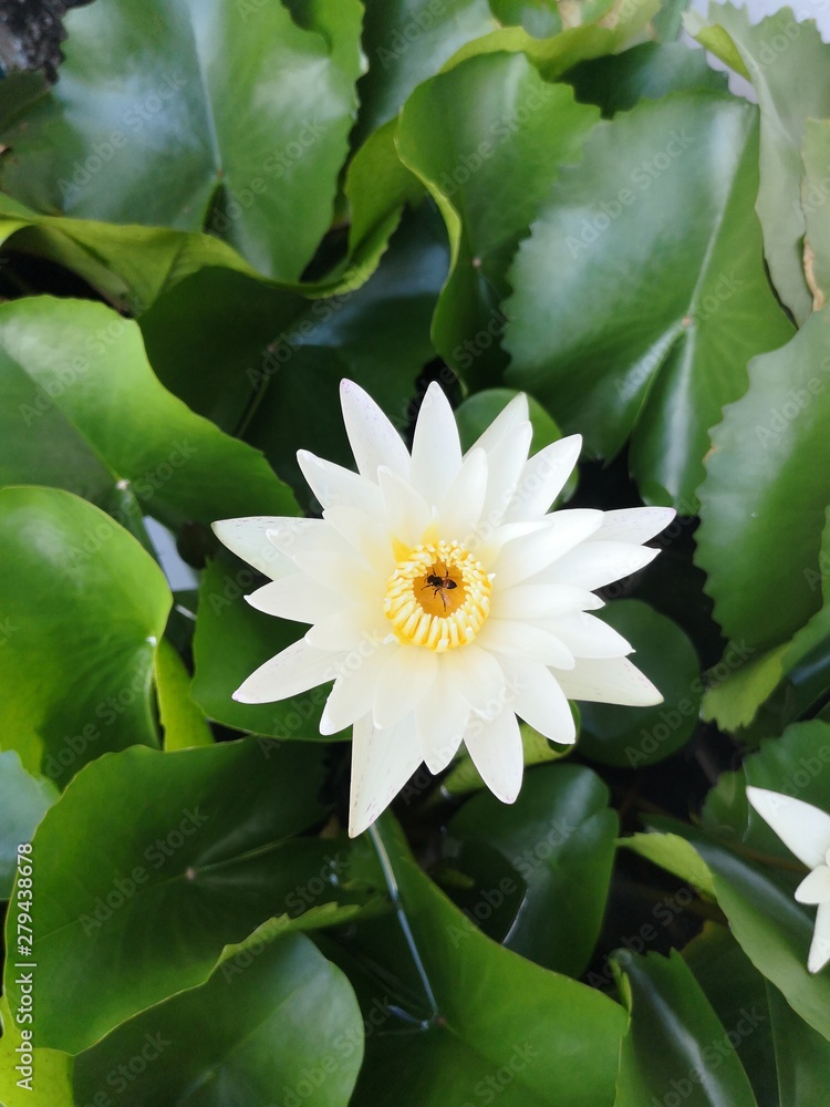 white​ lotus 