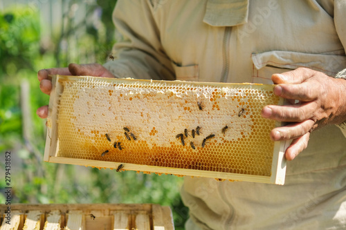 Beekeeper holding a honeycomb full of bees. Beekeeper inspecting honeycomb frame at apiary. Fresh honey.