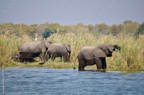 Elephants grazing on grass near water