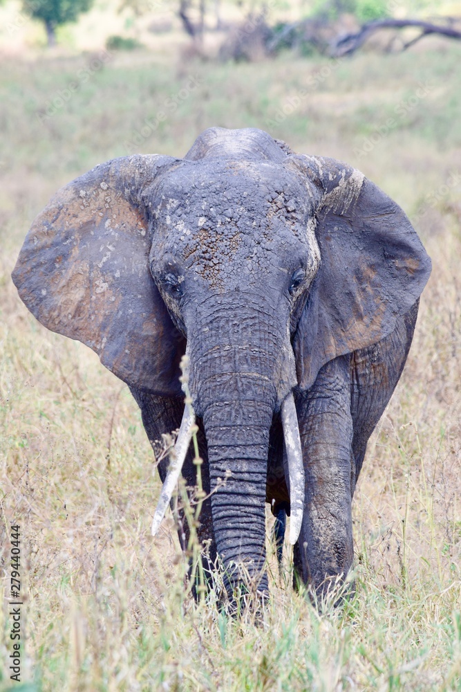 Obraz premium Muddy African Elephant 2