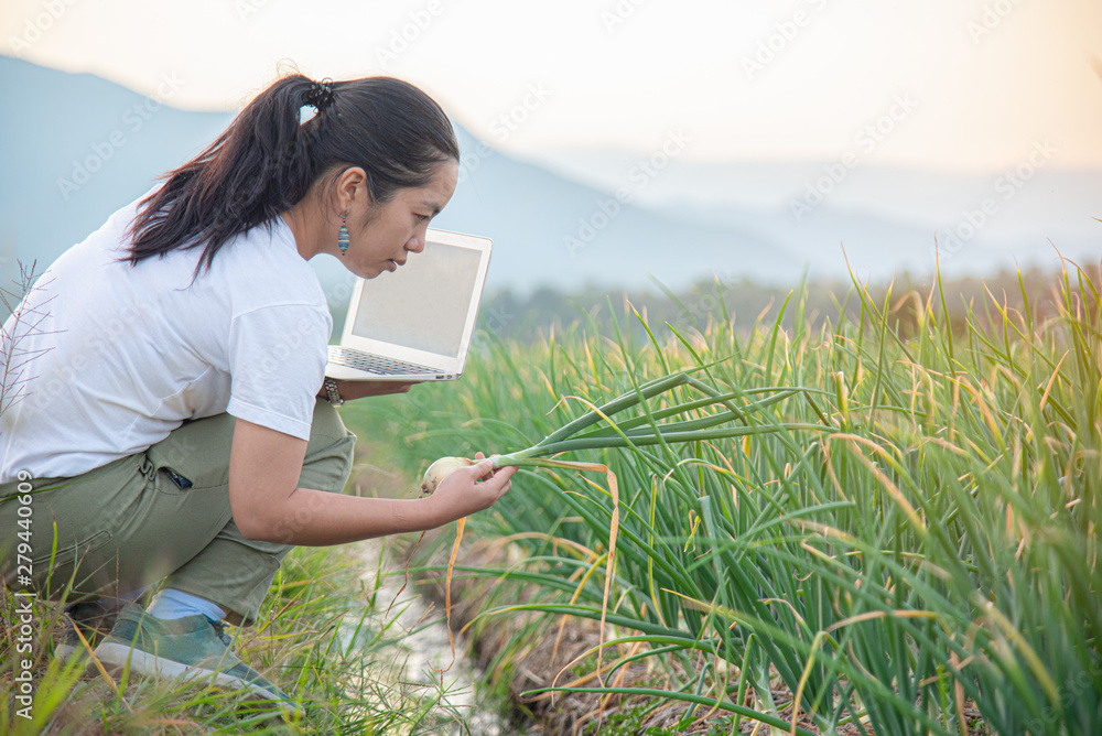 Researcher watching white onion by using computer in agriculture growing activity, controlling the growth and development of onion farming country outdoor scenery. Modern Farming Concept. Researcher watching white onion by using computer in agriculture growing activity, controlling the growth and development of onion farming country outdoor scenery. Modern Farming Concept.
