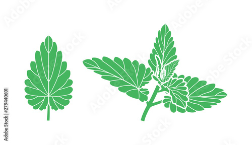 Mint logo. Isolated mint on white background