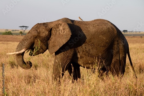 Canvas Print African Elephant with Bee Eater on back