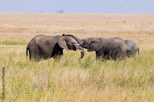 Принти на полотні African Elephant tussle