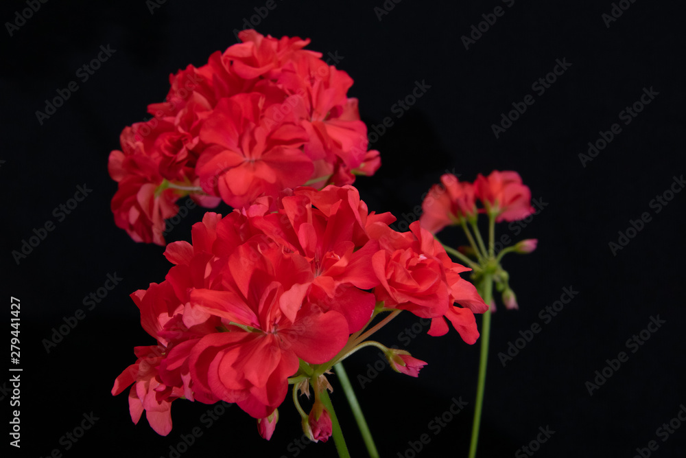 Blooming home geranium on a black background Blooming home geranium on a black background