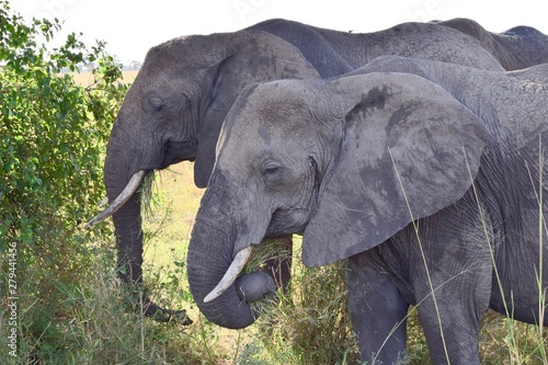 Photography African Elephant sisters