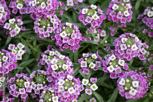 Bezaubernde Blütenpracht als Muttertagsgeschenk oder Aufmerksamkeit mit betörendem Duft für Gartenfreunde und Blumenliebhaber im Frühling und Sommer © sunakri