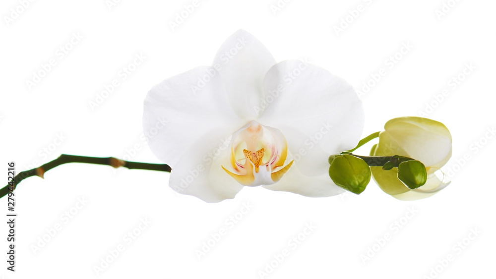Fototapeta premium Orchid twigs isolated on white background.