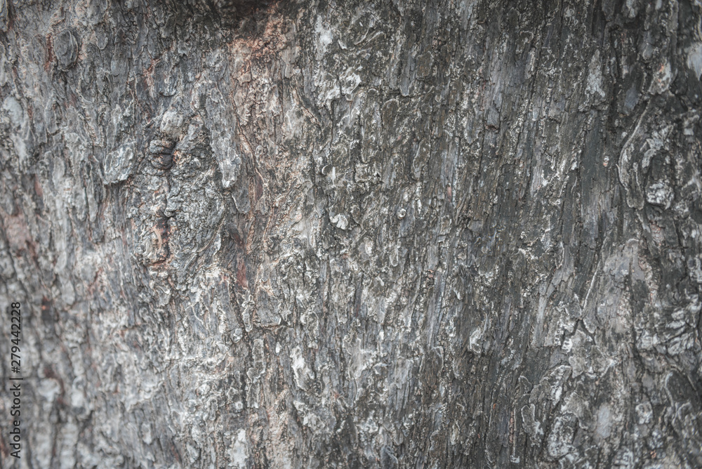 Center focus of wood trunk tree bark texture wallpaper Center focus of wood trunk tree bark texture wallpaper