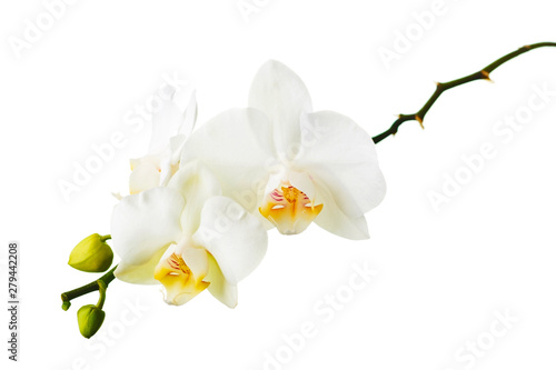 Orchid twigs isolated on white background.