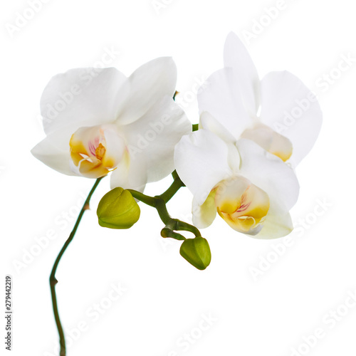 Fototapeta Naklejka Na Ścianę i Meble -  Orchid twigs isolated on white background.