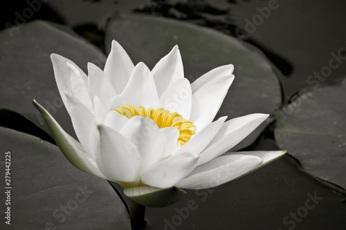 water lily in pond in color splash